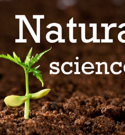 Sapling growing from soil